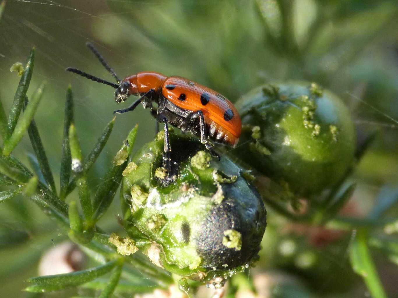 Crioceris duodecimpunctata